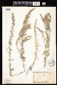 Artemisia ludoviciana subsp. ludoviciana image