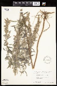 Artemisia ludoviciana image