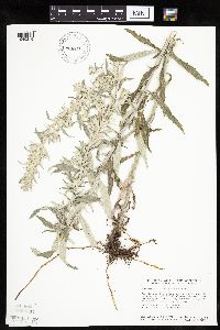 Artemisia ludoviciana image