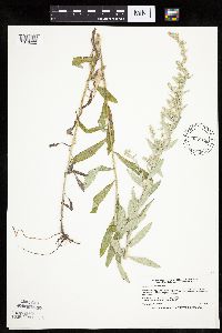 Artemisia ludoviciana image
