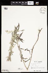 Artemisia ludoviciana image