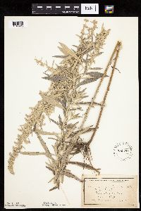 Artemisia ludoviciana image