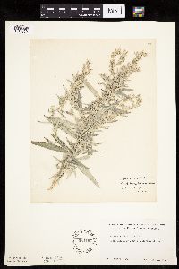 Artemisia ludoviciana image