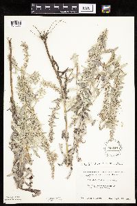 Artemisia ludoviciana image
