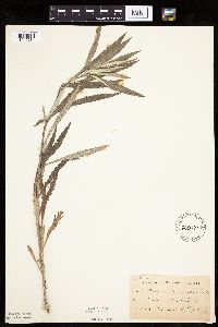 Artemisia ludoviciana image