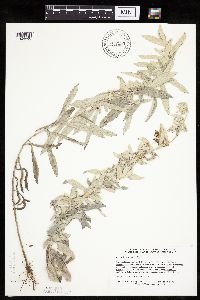 Artemisia ludoviciana image