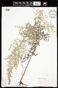 Artemisia ludoviciana image