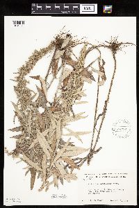 Artemisia ludoviciana image