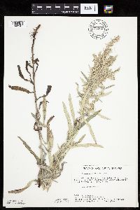 Artemisia ludoviciana image