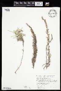Artemisia ludoviciana image