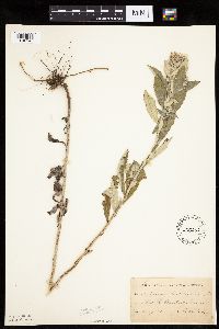 Image Associated With the Occurrence