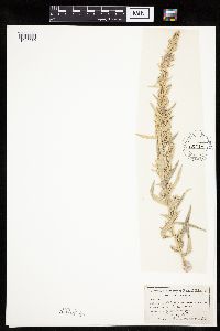 Artemisia ludoviciana image