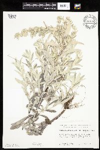 Artemisia ludoviciana image