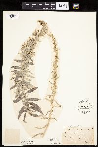 Artemisia ludoviciana image