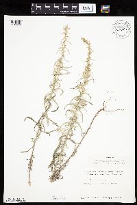 Artemisia ludoviciana image