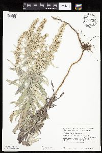 Artemisia ludoviciana image