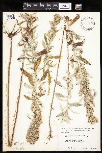 Artemisia ludoviciana image