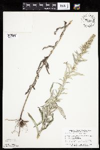 Artemisia ludoviciana subsp. ludoviciana image