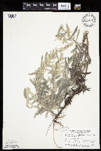 Artemisia ludoviciana subsp. ludoviciana image