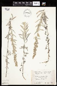 Artemisia ludoviciana image