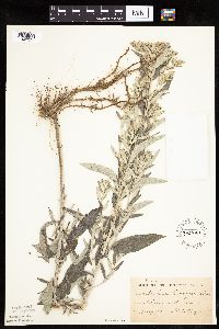 Artemisia ludoviciana image