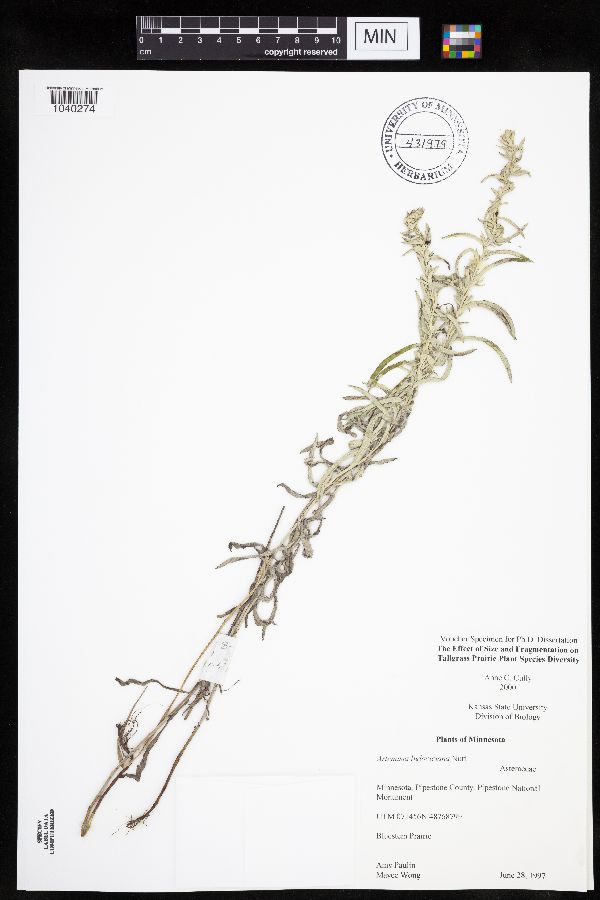 Artemisia ludoviciana subsp. ludoviciana image