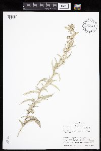 Artemisia ludoviciana image
