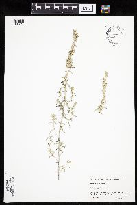 Artemisia ludoviciana image