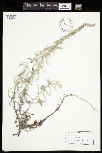 Artemisia ludoviciana image