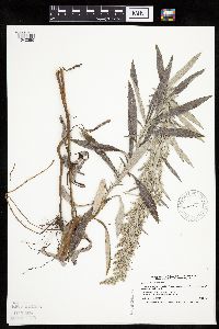 Artemisia ludoviciana image
