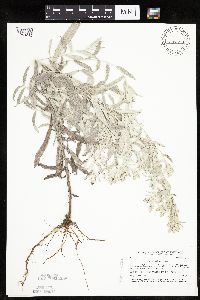 Artemisia ludoviciana image