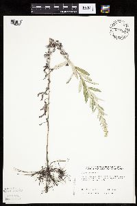 Artemisia ludoviciana subsp. ludoviciana image