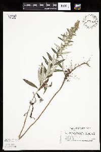 Artemisia ludoviciana image