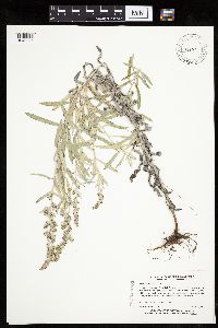 Artemisia ludoviciana subsp. ludoviciana image