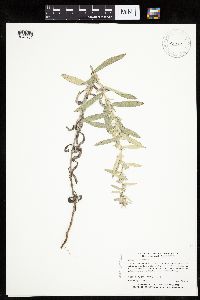 Artemisia ludoviciana subsp. ludoviciana image