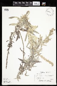 Artemisia ludoviciana image