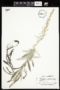 Artemisia ludoviciana image