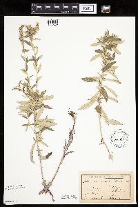 Artemisia ludoviciana image