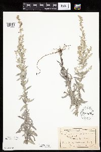 Artemisia ludoviciana image
