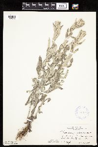 Artemisia ludoviciana image