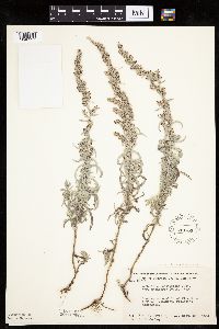 Artemisia ludoviciana image