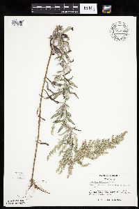 Artemisia ludoviciana image