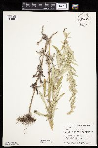 Artemisia ludoviciana image