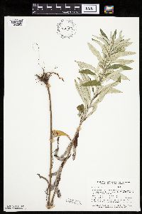 Artemisia ludoviciana image