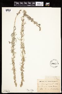 Artemisia ludoviciana image