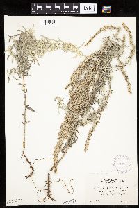 Artemisia ludoviciana image