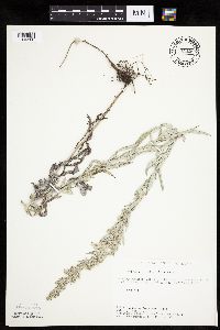 Artemisia ludoviciana image