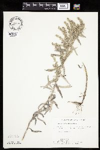 Artemisia ludoviciana image