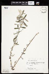 Artemisia ludoviciana subsp. ludoviciana image