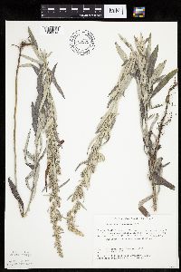 Artemisia ludoviciana image